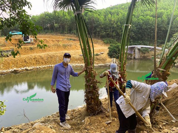 Cây cọ ta cao lớn đang được đánh khỏi vườn ươm