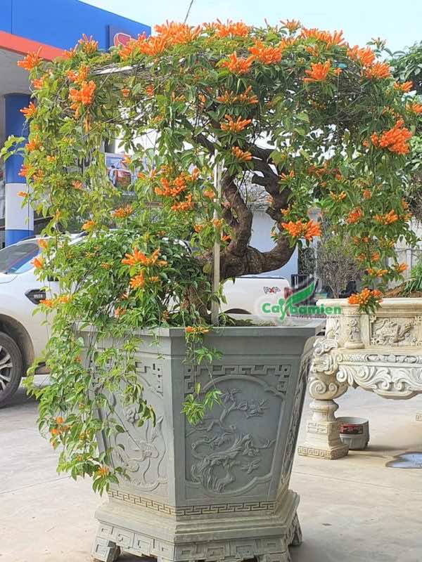 Hoa Rạng Đông bonsai trồng trong chậu đá xanh tự nhiên