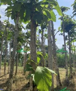 Cây Giá tỵ thân thẳng, đã đốn cành
