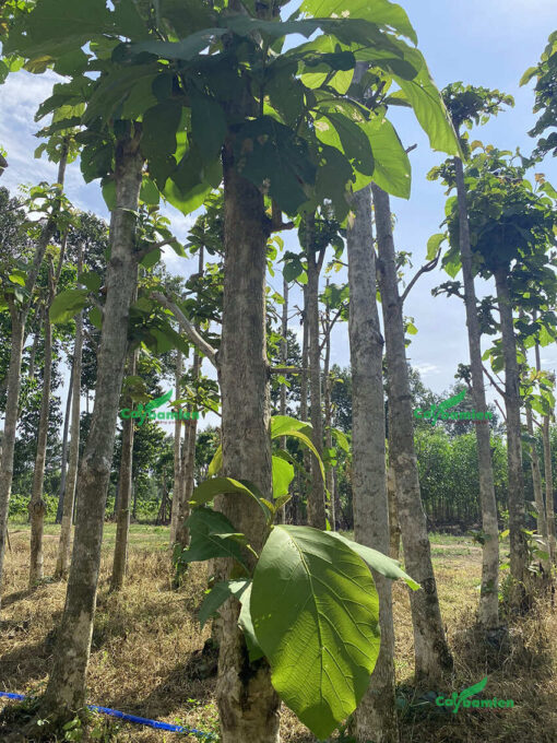 Cây Giá tỵ thân thẳng, đã đốn cành