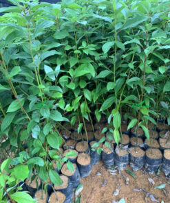Cây Gù Hương giống nguyên bầu
