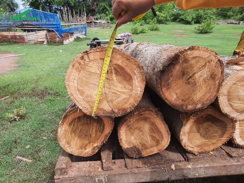 Những cây gỗ tếch lâu năm, đường kính lớn