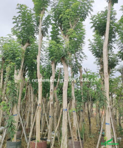 Vườn cây Đỗ Mai kích thước lớn, đường kính gốc gần 20cm