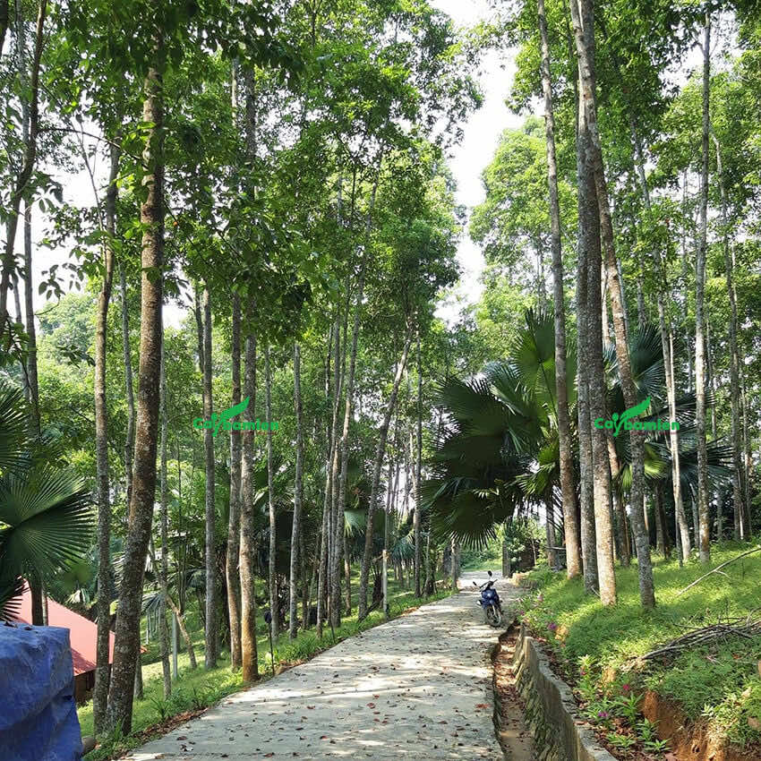 Những hàng cây Gù Hương cao lớn, dáng thẳng được trồng trên đất đồi