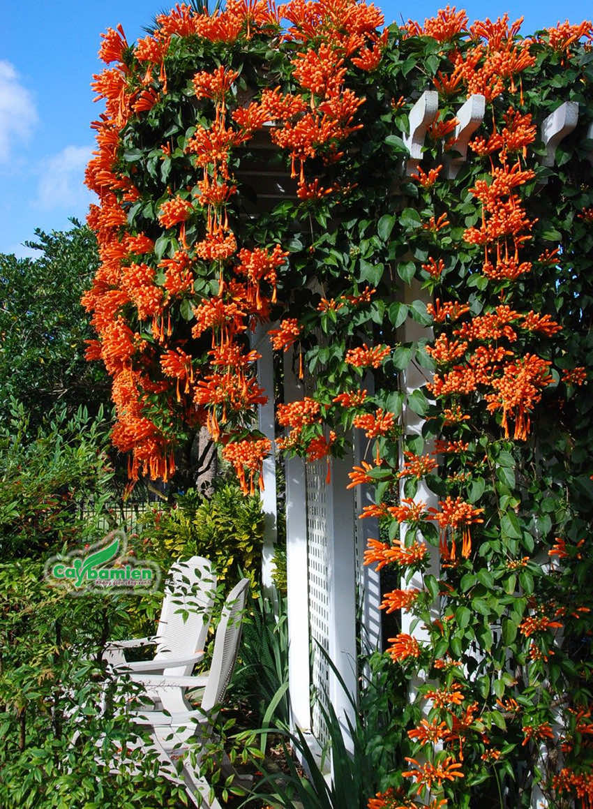 Dây leo hoa Rạng Đông trồng trên ban công, sân thượng