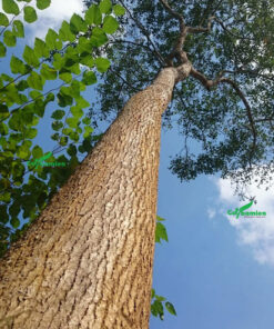 Thân cây cao thẳng, trên vỏ có những đường nứt