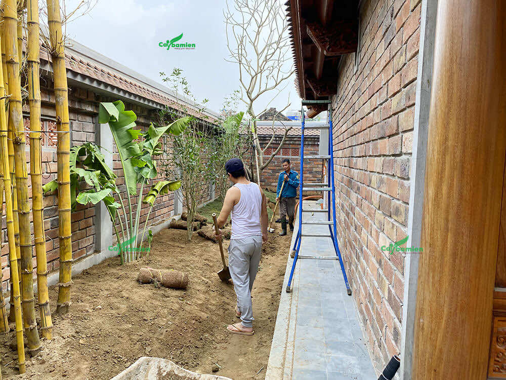 Xử lý mặt bằng trước khi trồng cây