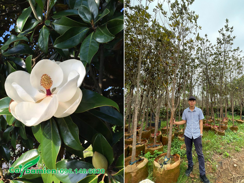 Hoa sen đất có dáng đẹp, màu lá đẹp, hoa trắng tinh khiết