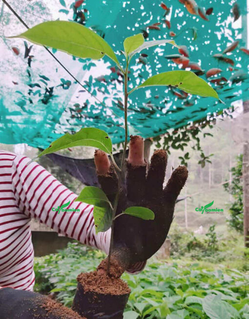 Cây Gù Hương giống đạt kích thước chuẩn