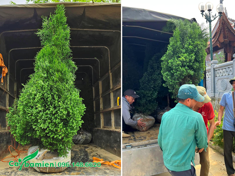 Bán và thi công trồng cây hoàng đàn cho khu lăng mộ