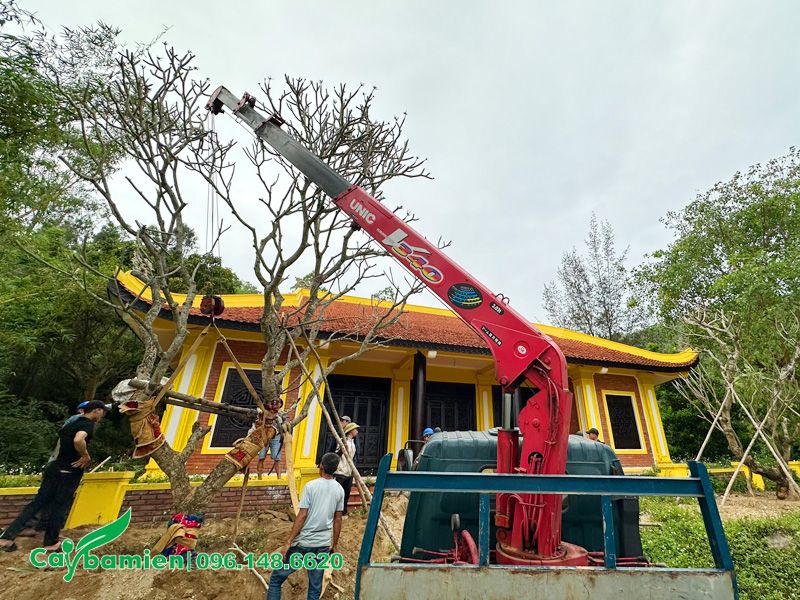 Thi công trồng cây Đại cổ thụ cho lăng mộ Đại tướng Võ Nguyên Giáp