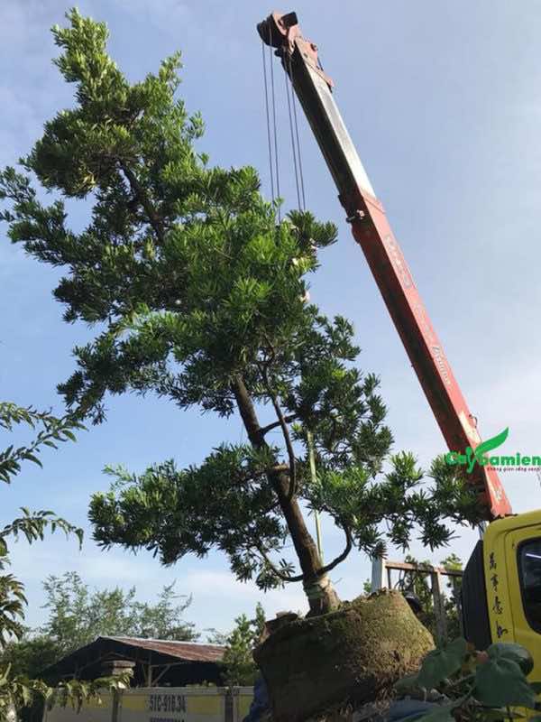 Trồng cây tùng Đài Loan cổ thụ, kích thước lớn