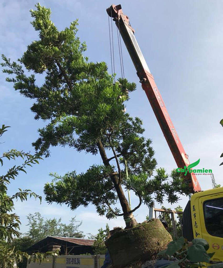 Trồng cây tùng Đài Loan cổ thụ, kích thước lớn