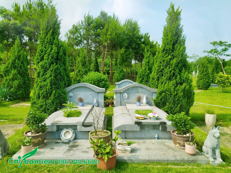 Cây trồng ở mộ xanh quanh năm, dáng đẹp, không tốn nhiều diện tích