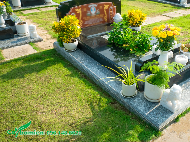 Thảm cỏ nhung nhật trồng quanh mộ phần để hạn chế cỏ dại
