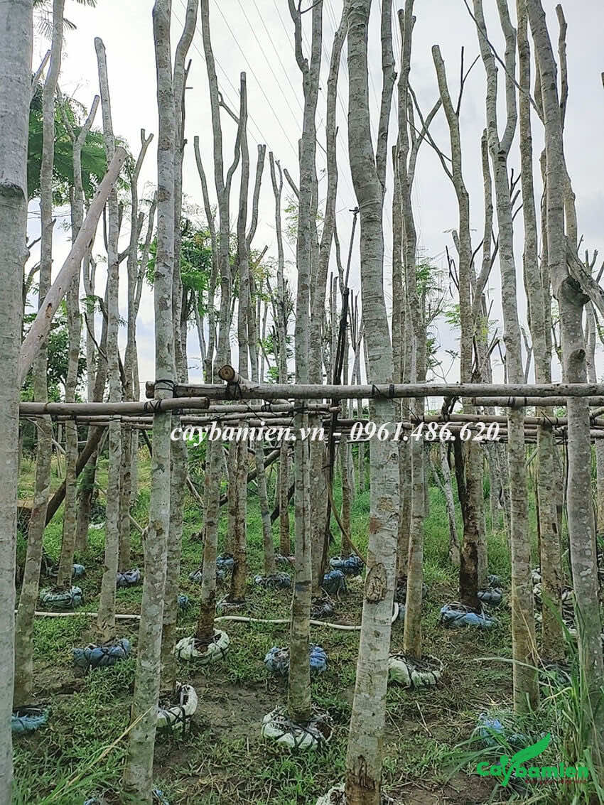 Vườn cây Cẩm Lai cao lớn được giâm ủ tốt, dựng hàng rào chống cẩn thận