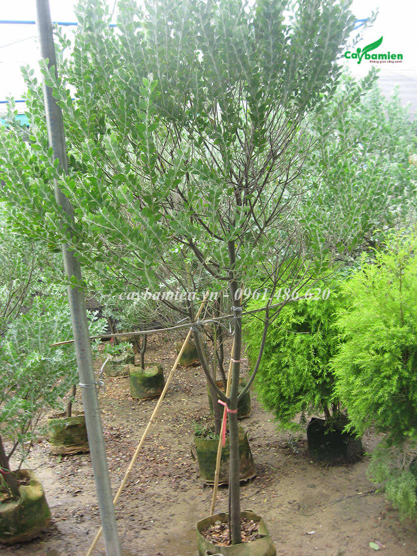 Cây mimosa tại vườn giống