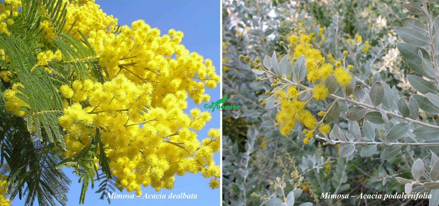 Phân biệt hai loại cây Mimosa ở Đà Lạt