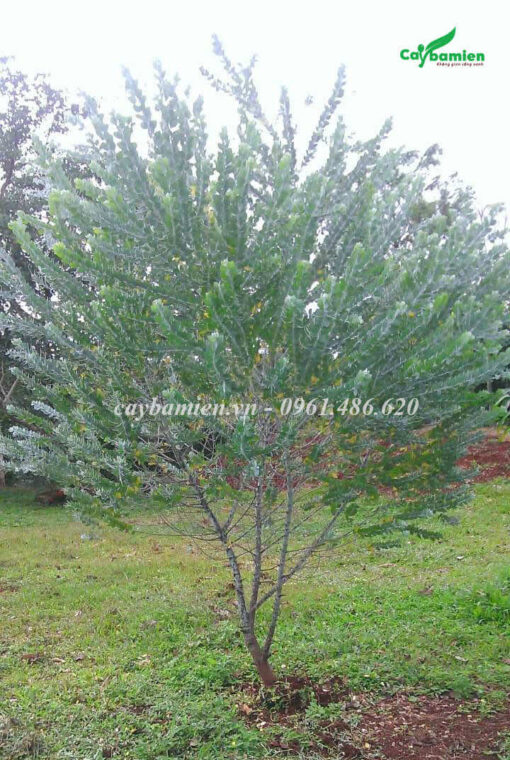 Trồng cây Mimosa cao 2m tại khu công viên