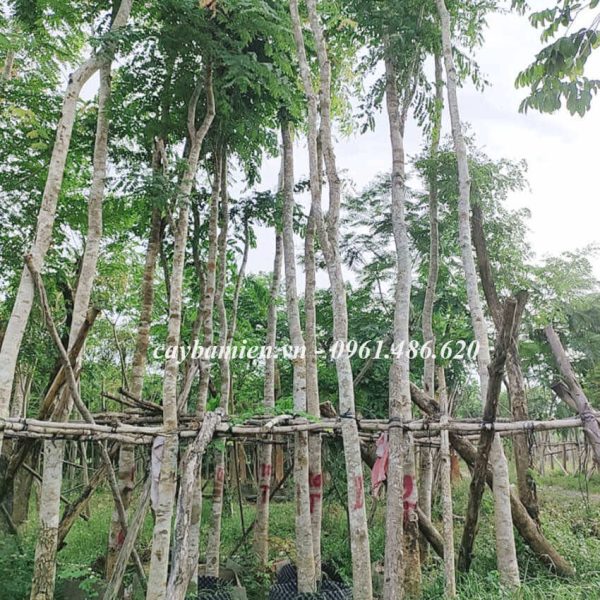 Những cây Cẩm Lai cao trên 4m, đường kích gốc gần 10cm