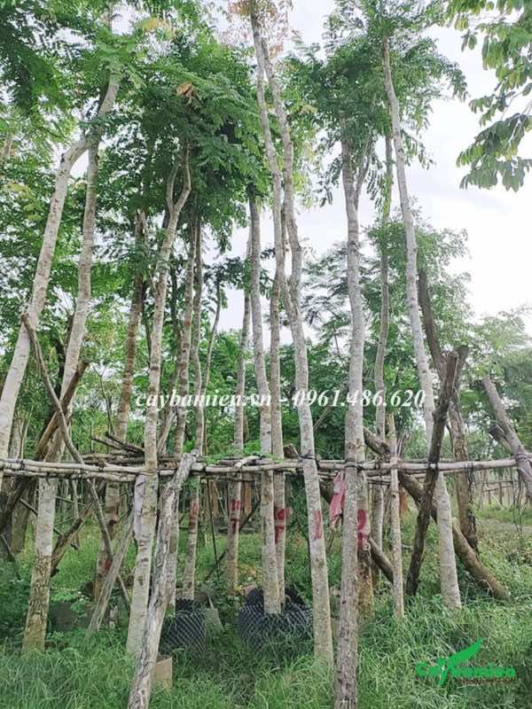 Những cây Cẩm Lai cao trên 4m, đường kích gốc gần 10cm