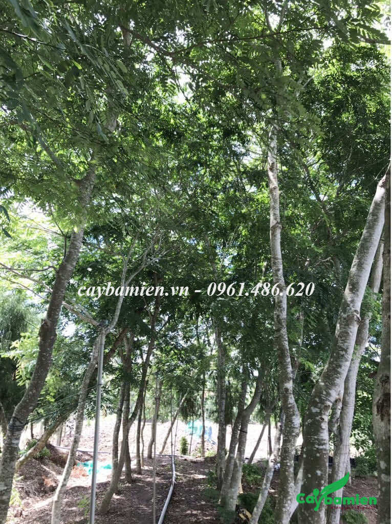Giá cây Cẩm Lai giống chiều cao khoảng 50cm khá rẻ