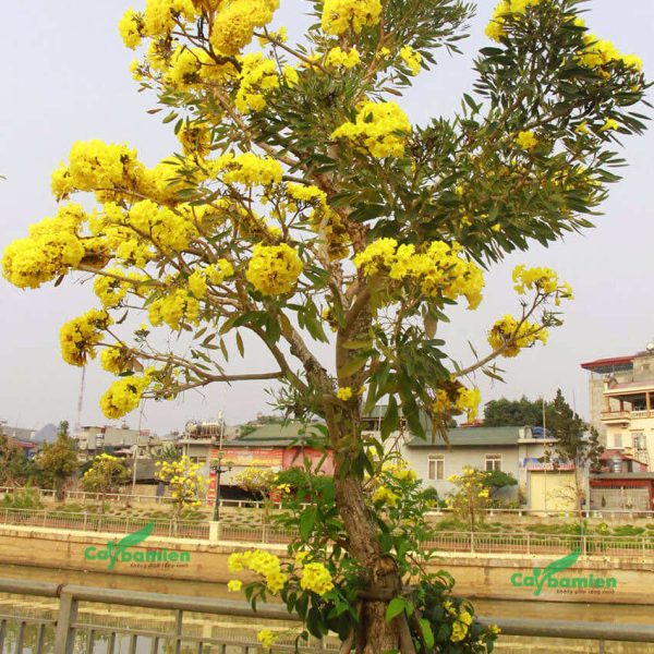 Cây chuông vàng nở hoa rực rỡ vào mùa Xuân
