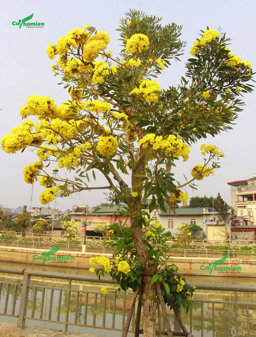 Cây chuông vàng nở hoa rực rỡ vào mùa Xuân