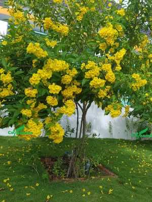 Cây Huỳnh liên có sắc hoa vàng đẹp