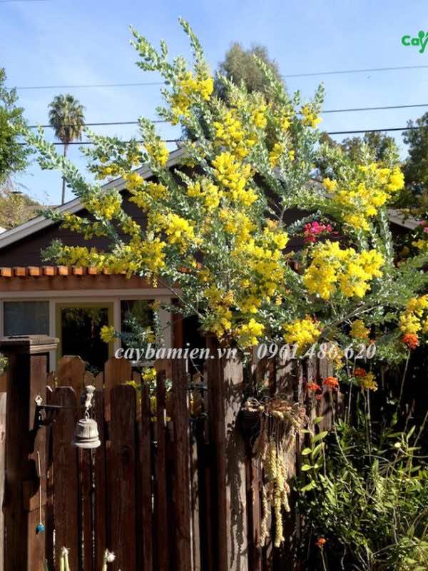 Cây Mimosa trồng trước cổng nhà