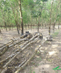 Cây Gõ Đỏ công trình được bứng tại vườn trồng