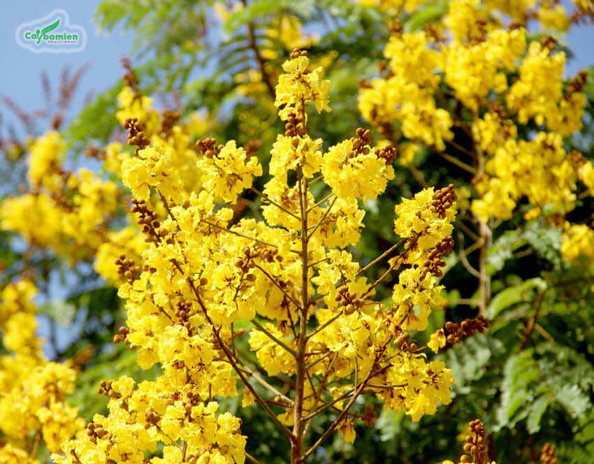Hoa cây Lim Xẹt có màu vàng rực rỡ