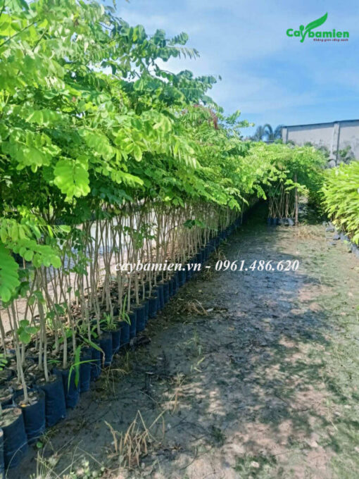 Vựa ươm cây Cẩm Lai giống