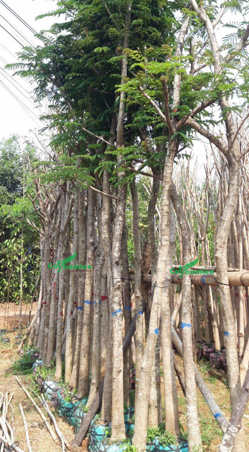 Những rặng cây Lim Xẹt công trình được giâm ủ tốt