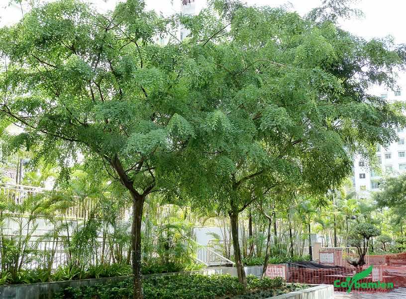 Cây Cẩm Lai trồng sân vườn để lấy bóng mát