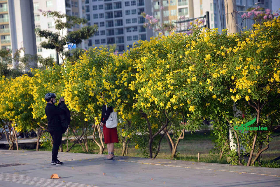 Hàng cây Huỳnh Liên khoe sắc trong các khu đô thị