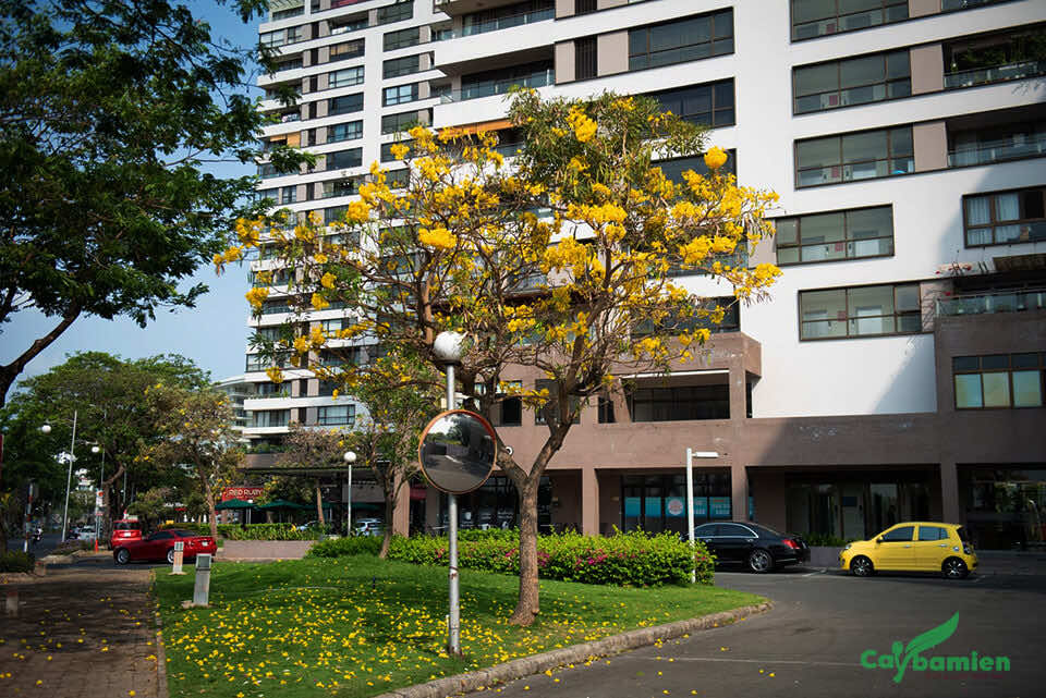 Cây chuông vàng trồng làm cảnh trong khuôn viên khu đô thị