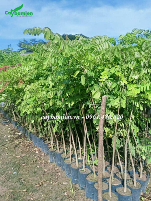 Hàng trăm cây giống Cẩm Lai tại vườn ươm