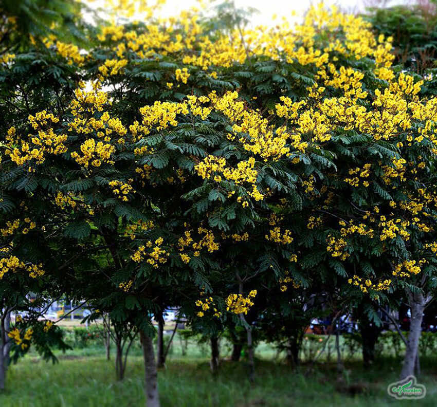 Cây Lim Xẹt lâu năm, tán lớn, hoa nở đẹp