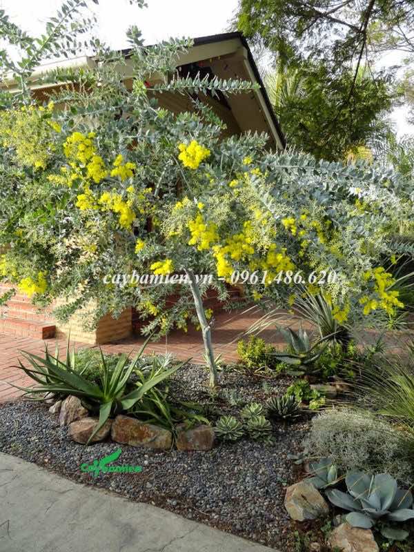 Cây hoa mimosa vàng trang trí tiểu cảnh sân vườn biệt thự