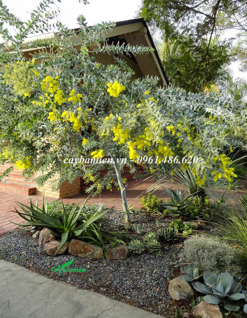 Cây hoa mimosa vàng trang trí tiểu cảnh sân vườn biệt thự