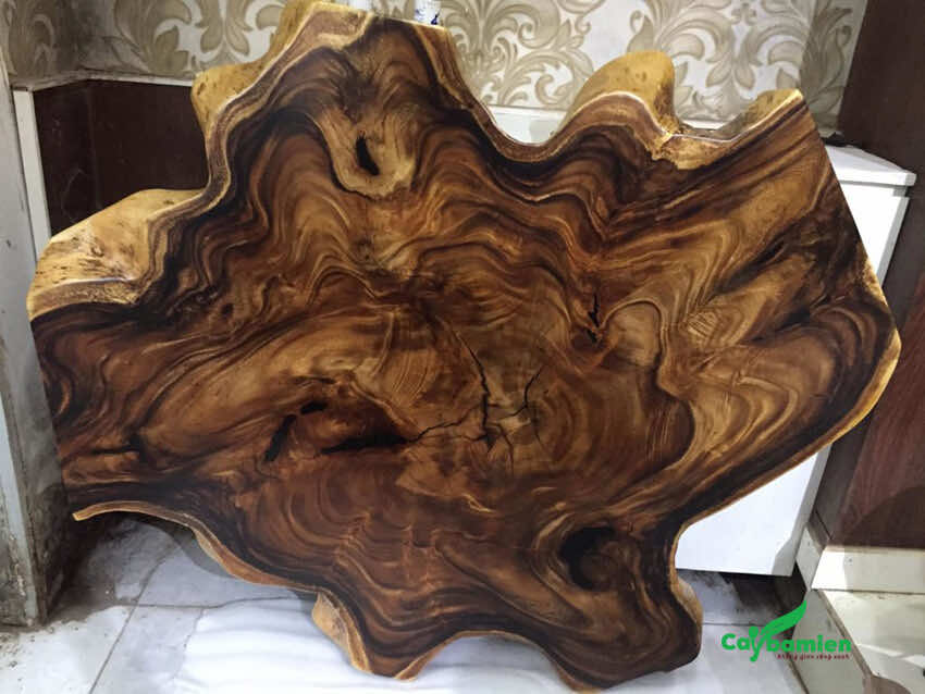 Phần gỗ ở gốc cây Me Tây, có màu sắc và đường vân đẹp, tinh tế