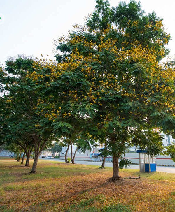 Cây Lim Xẹt trồng trong công viên, khu đô thị