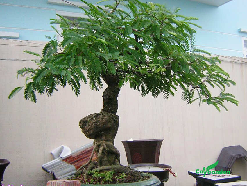 Chậu cây me tây bonsai siêu nghệ thuật