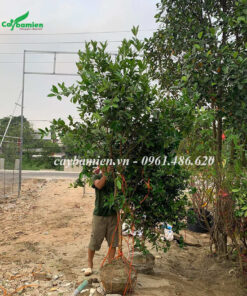 Một cây Cherry brazil trưởng thành cao gần 4m