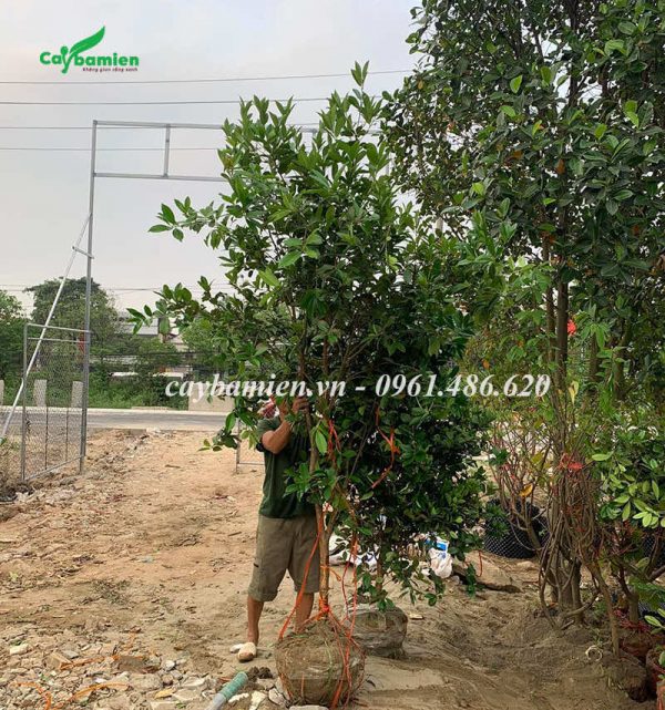 Một cây Cherry brazil trưởng thành cao gần 4m