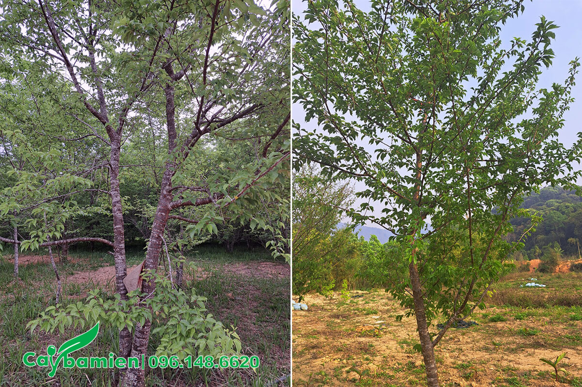 Vườn cây Anh Đào lâu năm, đánh thẳng, đk khoảng 20 - 30cm