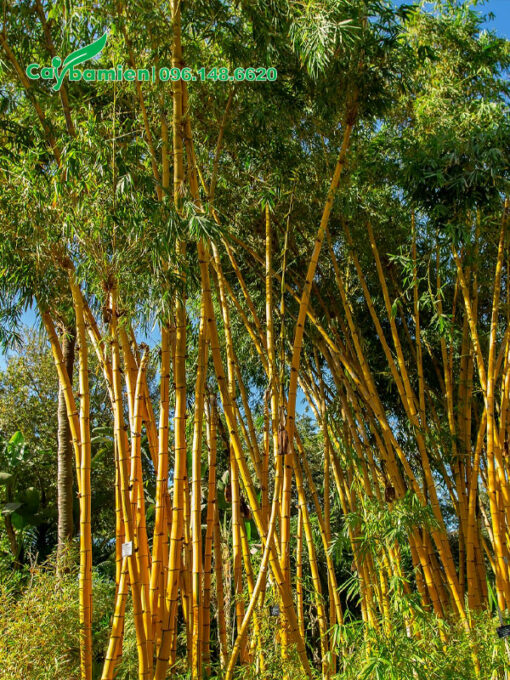 Bụi cây tre ngà lâu năm, cao đẹp, khoảng 6 - 7m