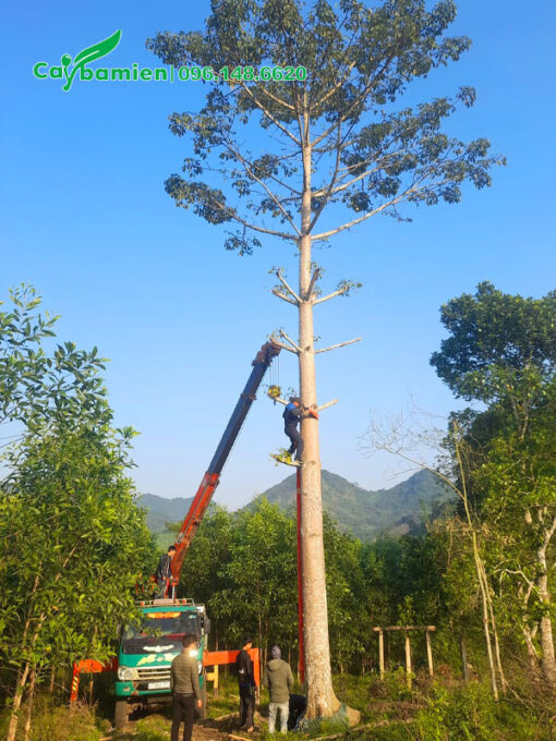 Cưa cảnh nhánh chuẩn bị bứng cây gạo đỏ cao 7 - 8cm