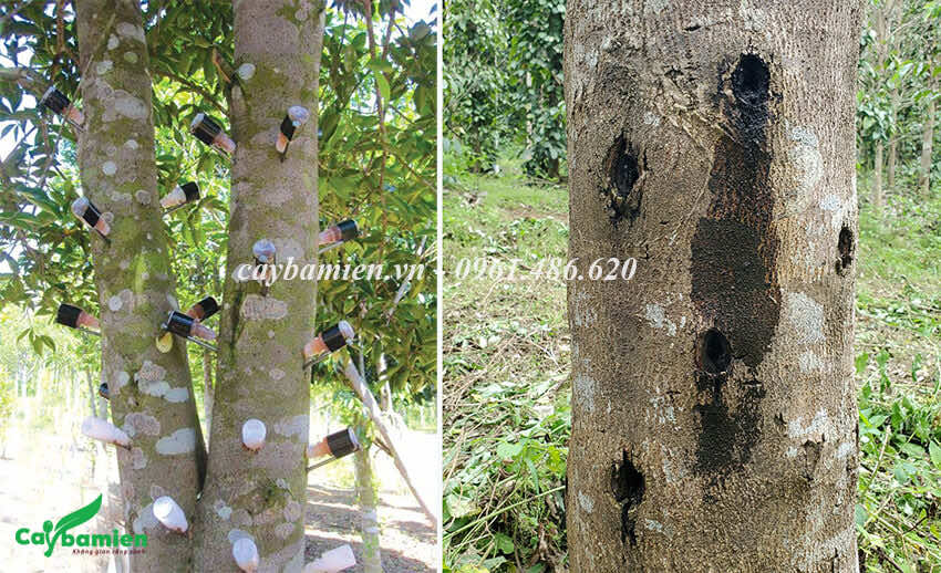 Hình ảnh thân cây Trầm Hương được cấy hóa chất, men vi sinh để tạo trầm